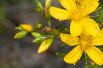 False spotted St. Johnswort